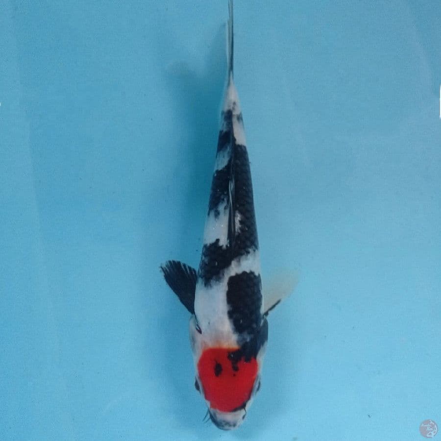 tancho showa, 20 cm