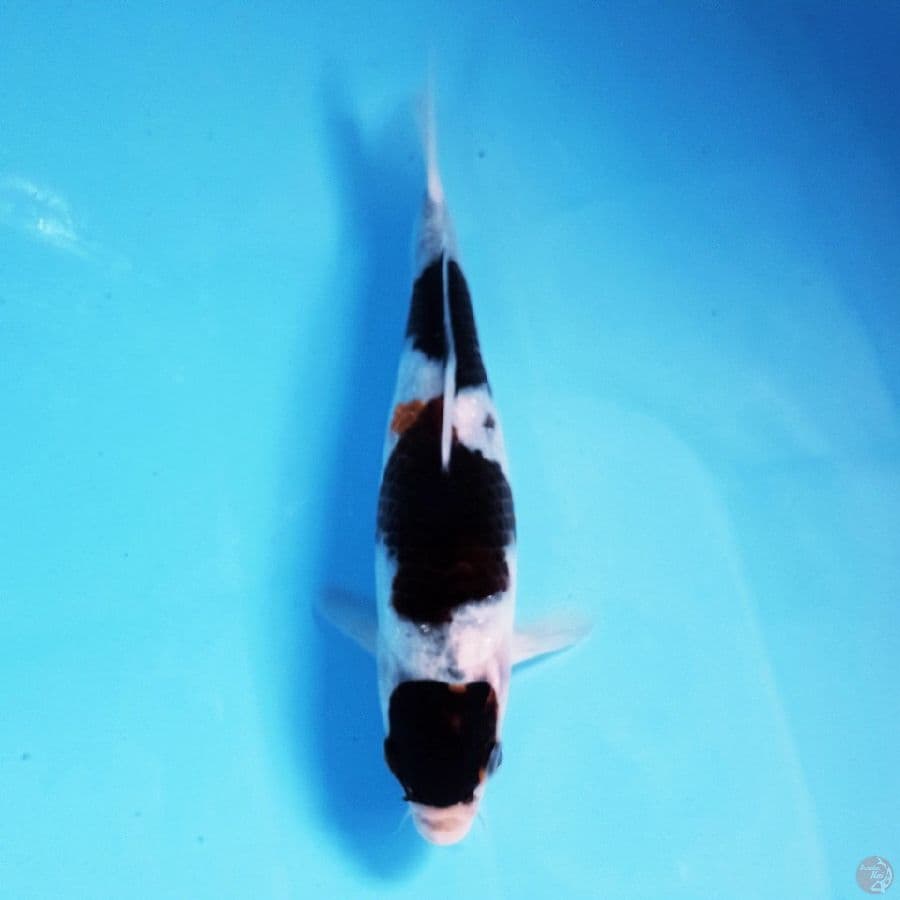 goromo, 20 cm