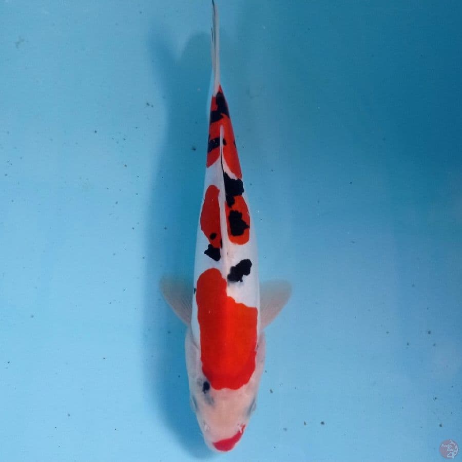 sanke doitsu, 21 cm
