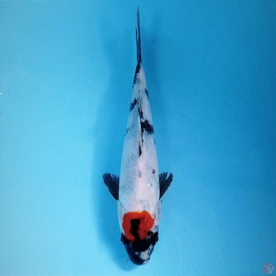 tancho showa, 18 cm