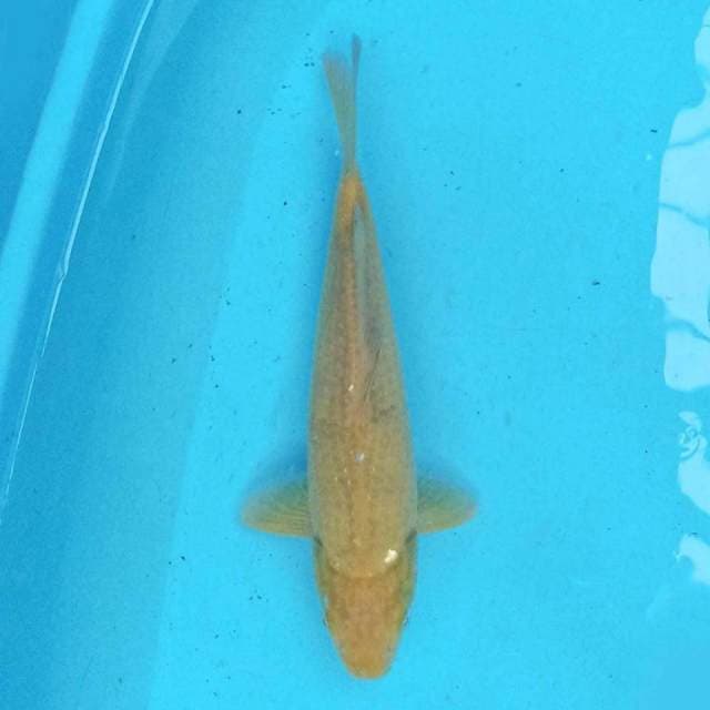Midori 26 cm
