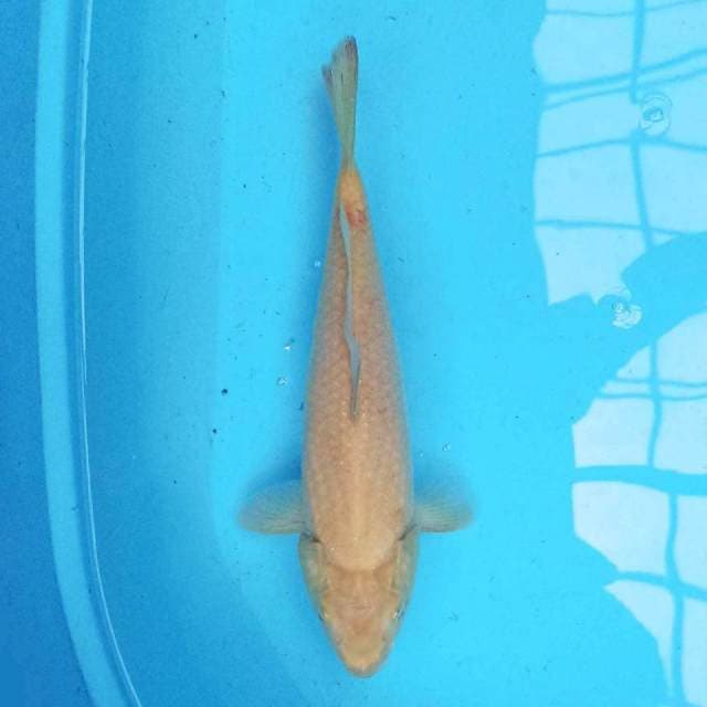 Karashi 28 cm