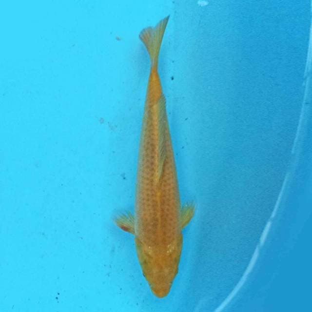 Karashi 28 cm
