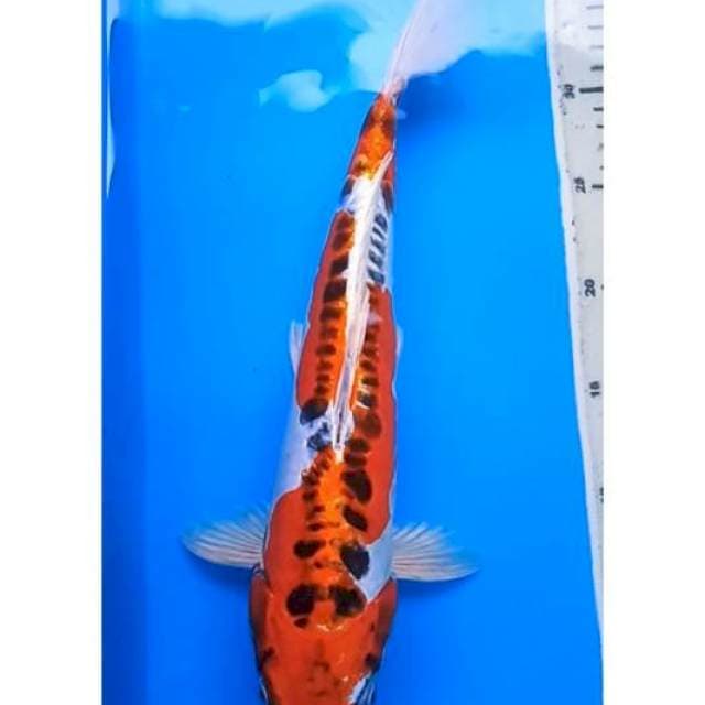 HI KUJAKU DOITSU JUMBO 38 Cm
