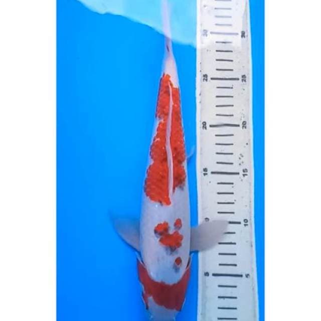 HI AI GOROMO 33 Cm, JANTAN