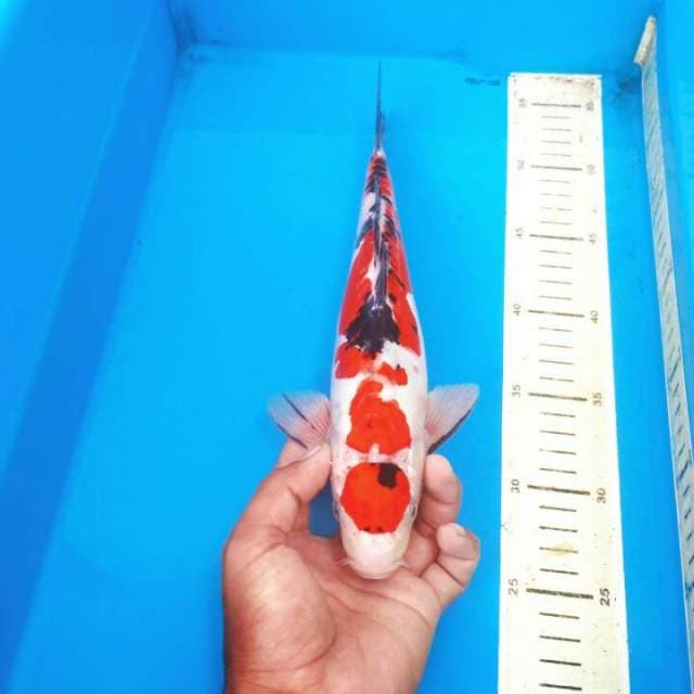 Maruten sanke doitsu ( cutting)