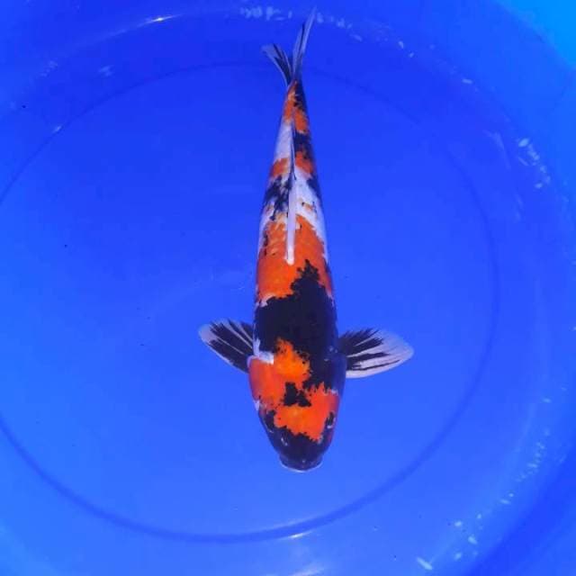 Showa 38 cm