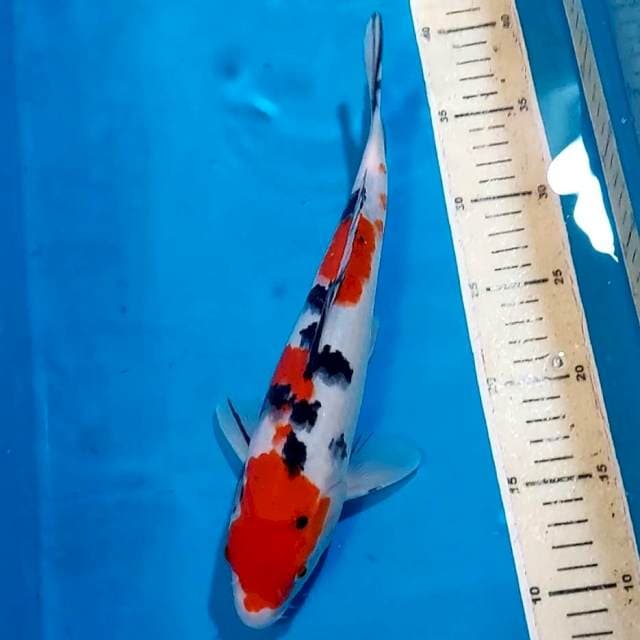 SANKE 30 CM