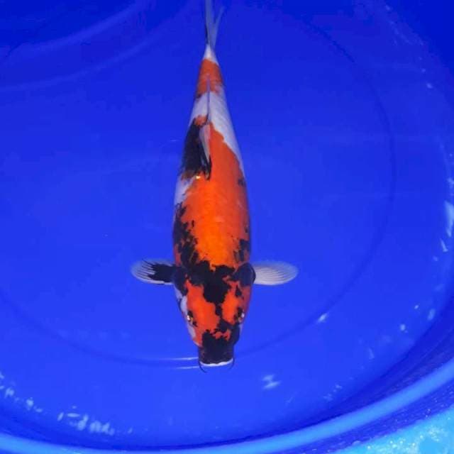 Showa 38 cm