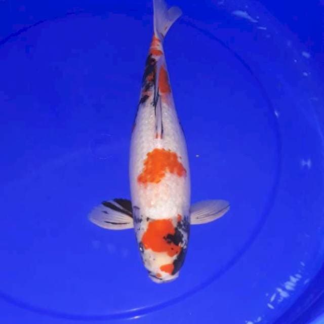 Showa 37 cm