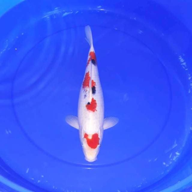 Sanke 35 cm