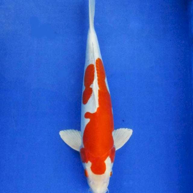Heisei nishikigoi ±38cm hq 