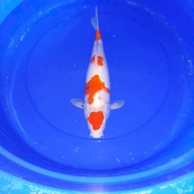 Sanke 39 cm
