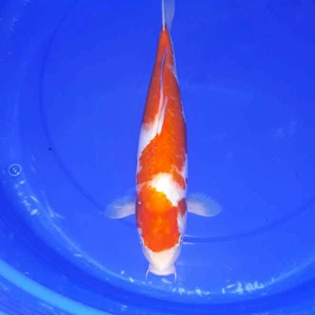 Kohaku 38 cm