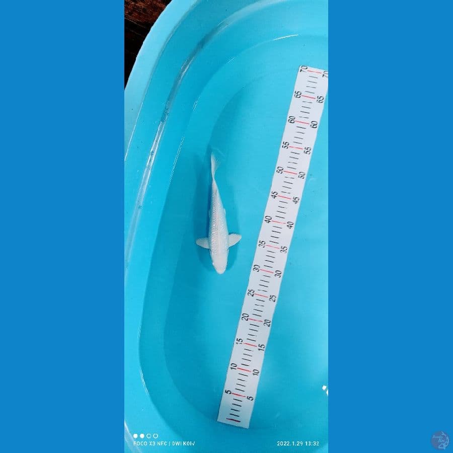 platinum gindrin 24 cm