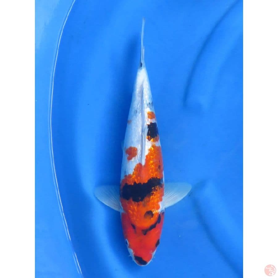 Showa Ginrin Male - 36