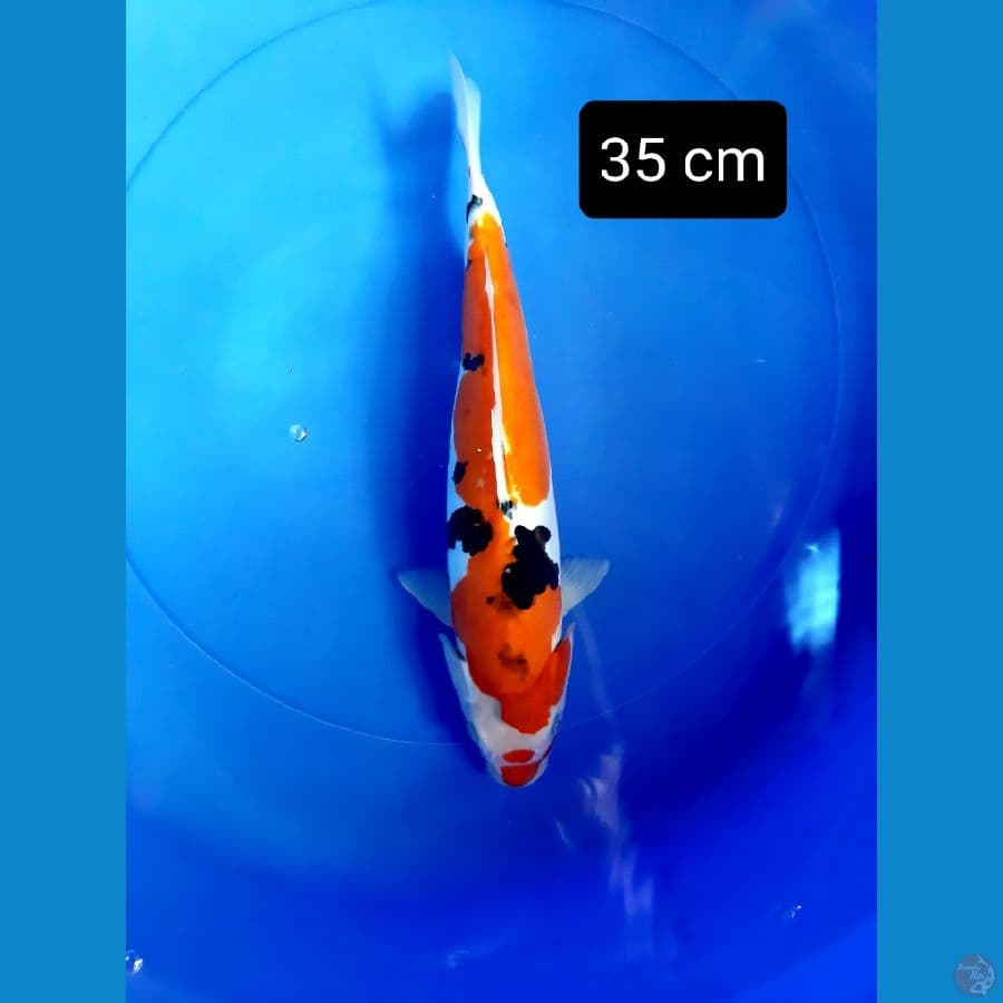 sanke doit 35 cm