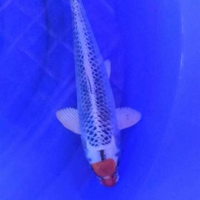 tanco kujaku 30cm
