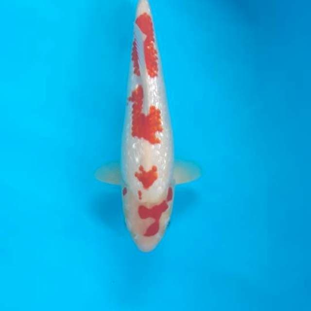 Seven head kohaku ginrin