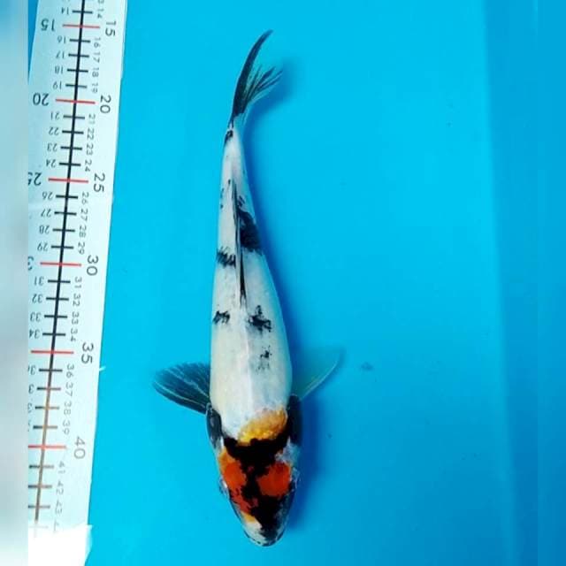 PETIR 28cm