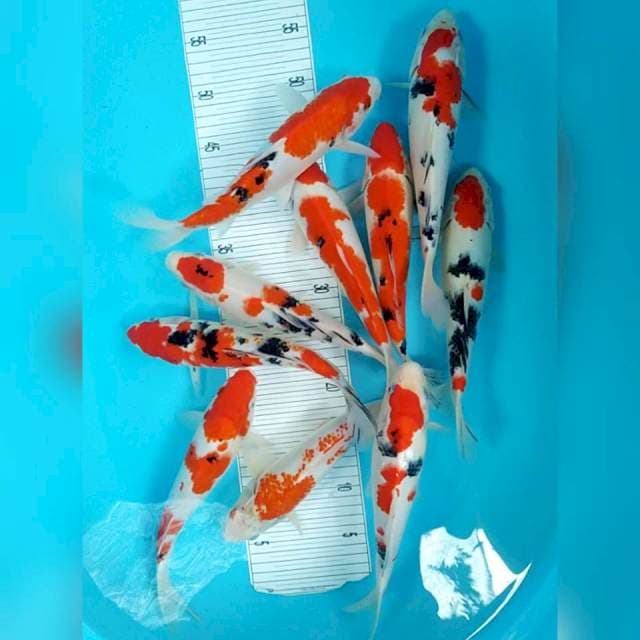 super sanke 28-30cm