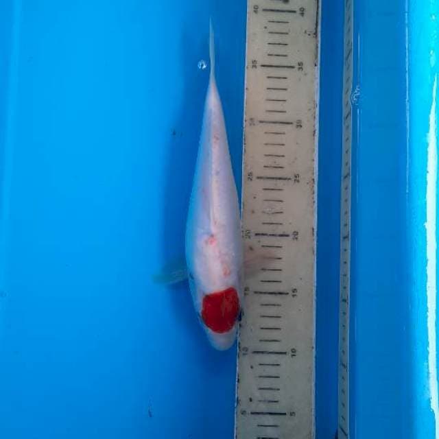 Tancho kohaku 30cm