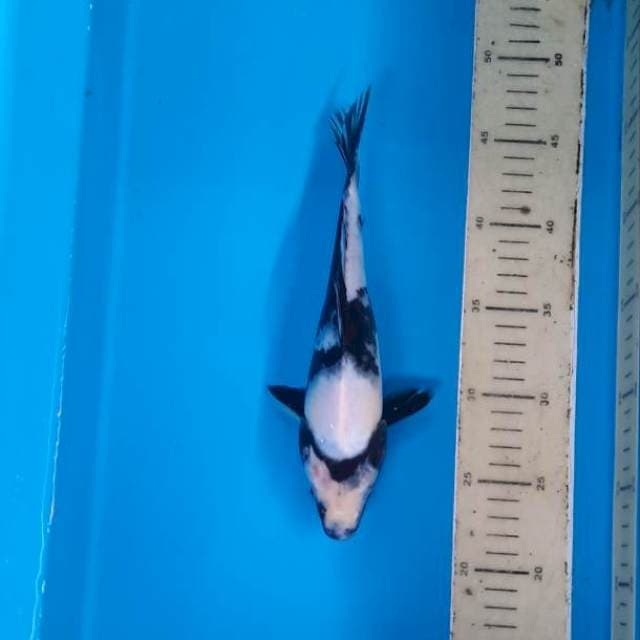 Shiro 25cm