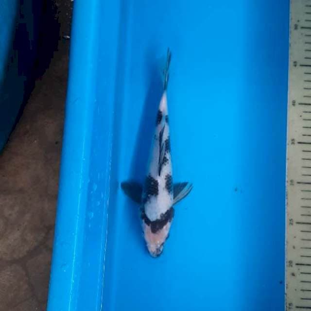 Shiro 25cm