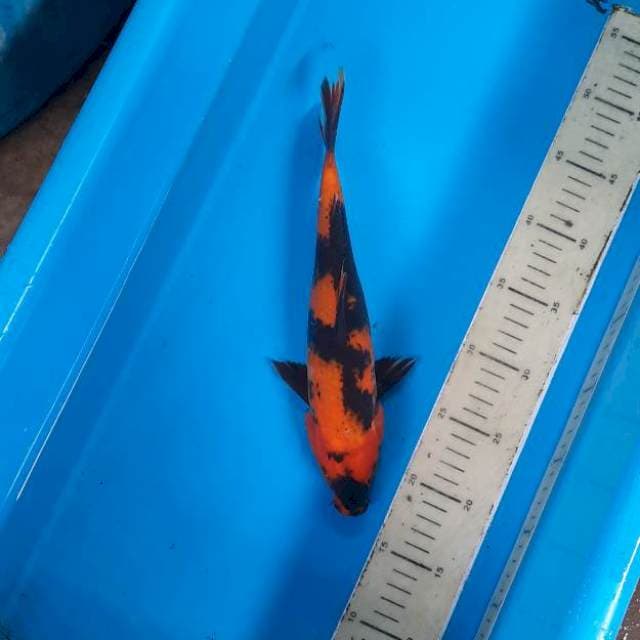 Utsuri 28cm