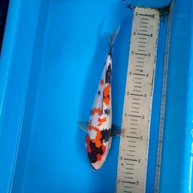 Shiwa 33cm