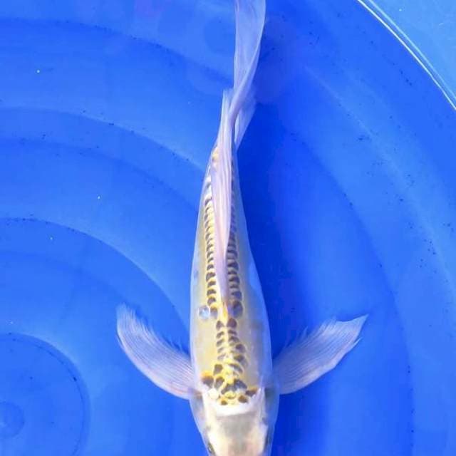 Kumpay Kikkokuryu 34cm
