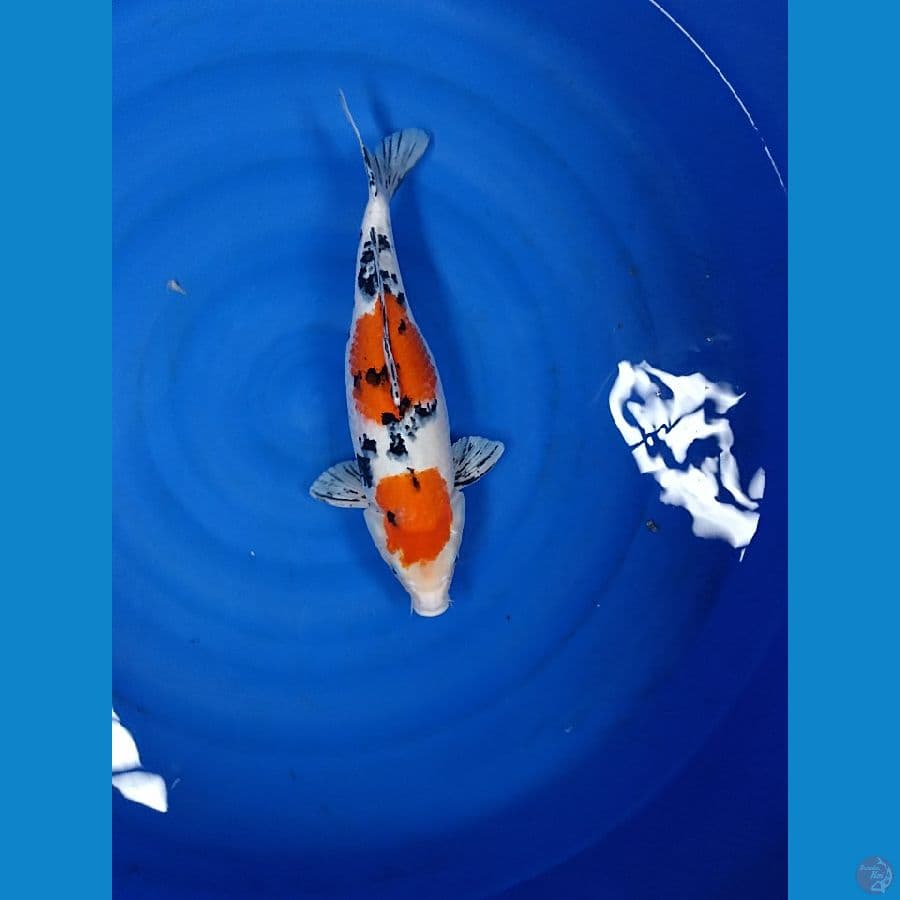 galon koi farm