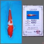 Kohaku