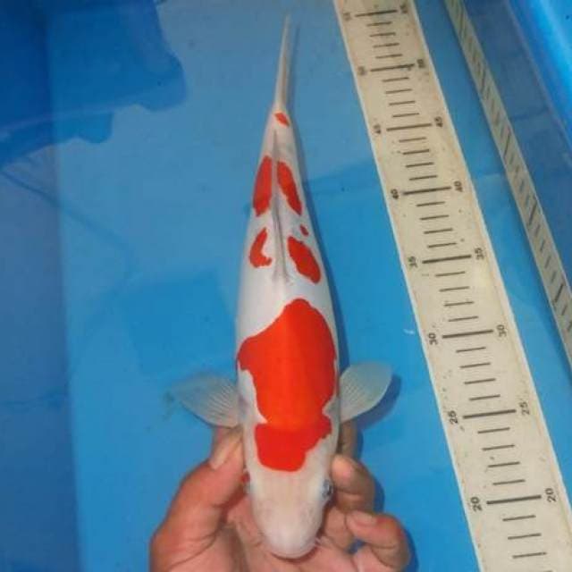 TOTOL TOTOL MULUS