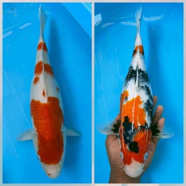 Kohaku+Showa 40bu