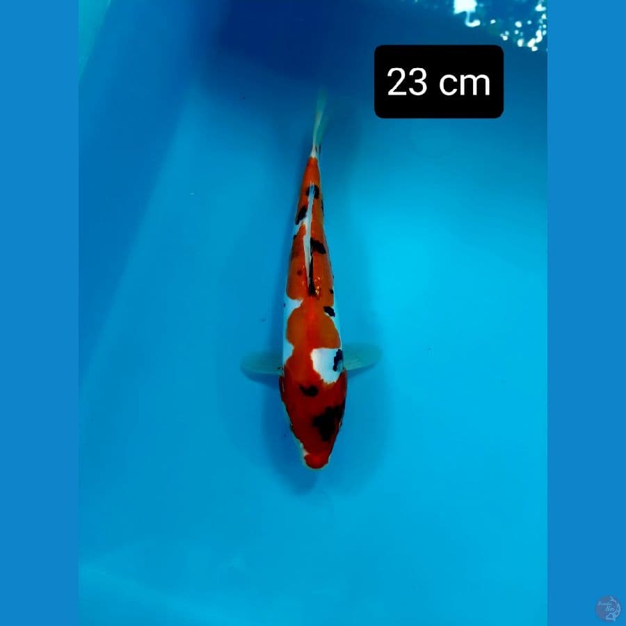 Doit pedes 23 cm