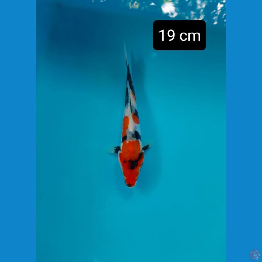 Doit sumer 19 cm