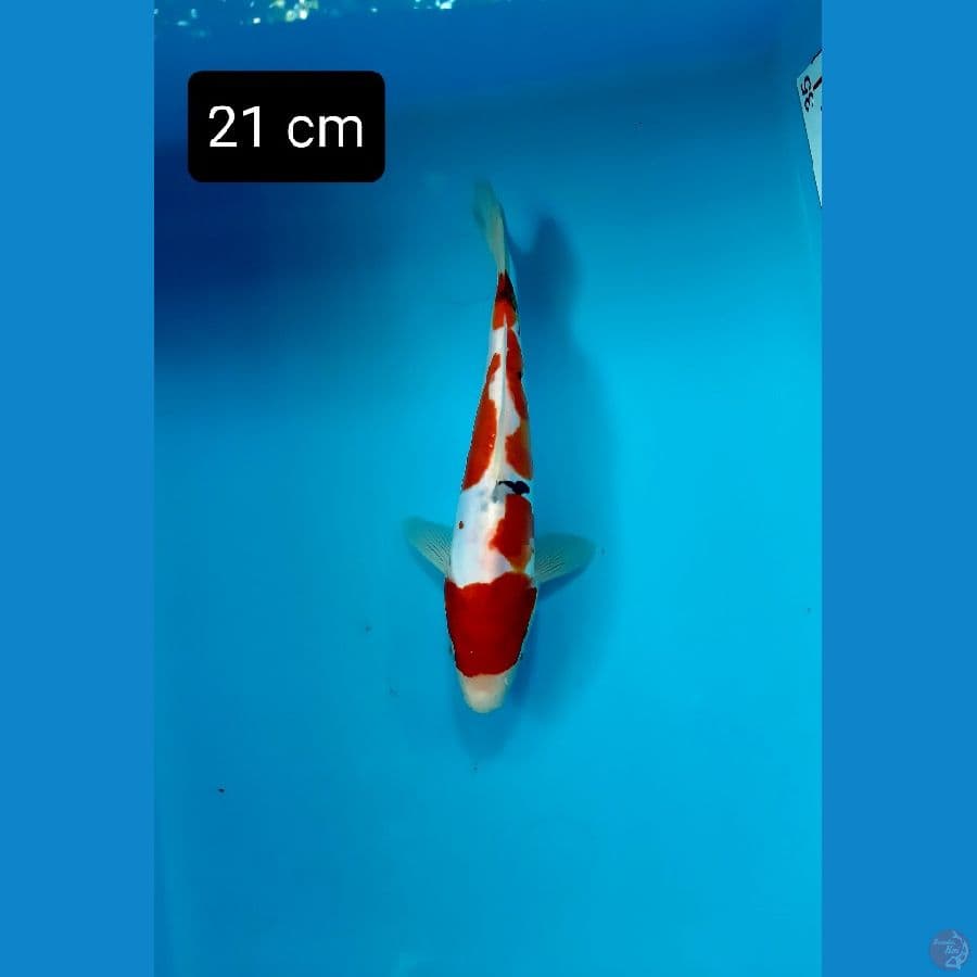 bahan peledak 21 cm