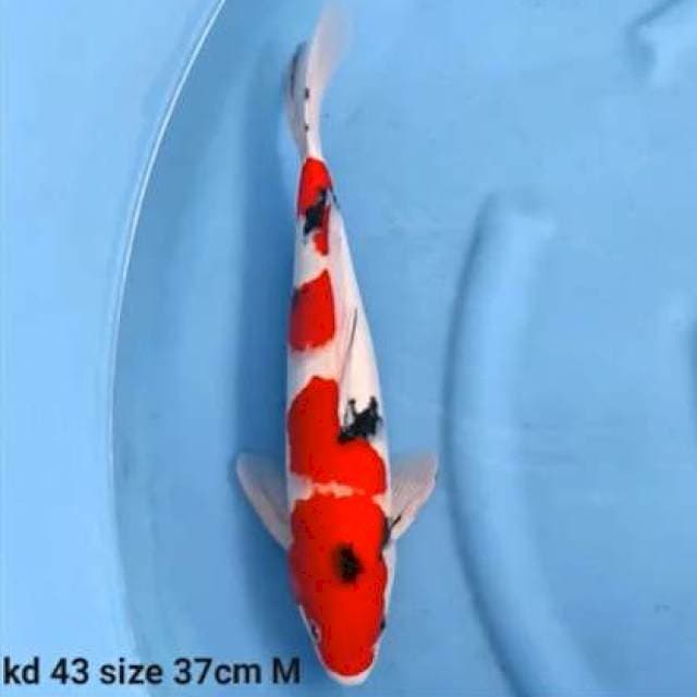 taisho sanke merah