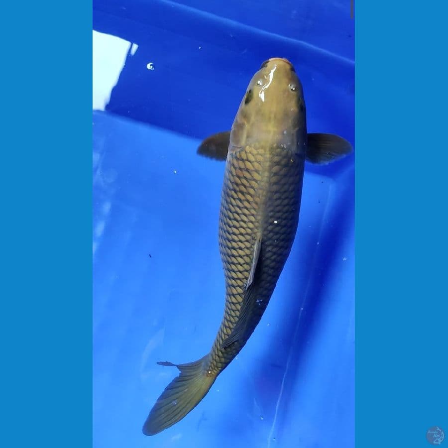 cagoi T 36 cm