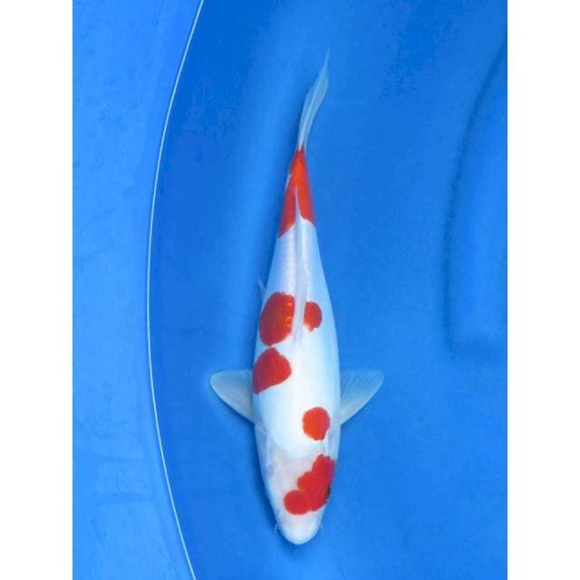 Super Skin - Kohaku Doit Murni , 33cm