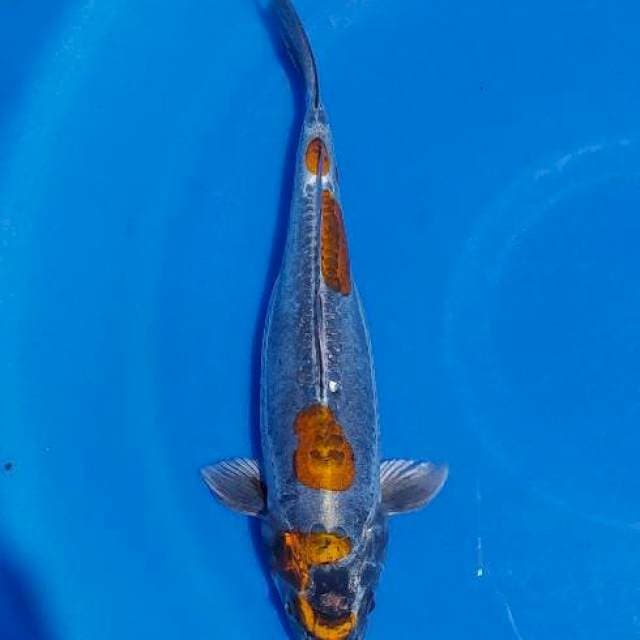 Kikoryu 3step