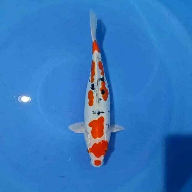 Maruten Sanke Doitsu