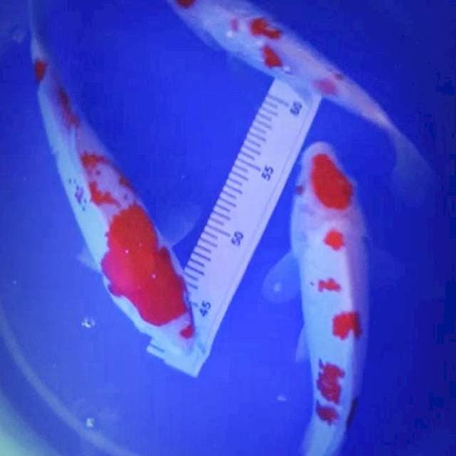 Mix 3 ekor maruten kohaku