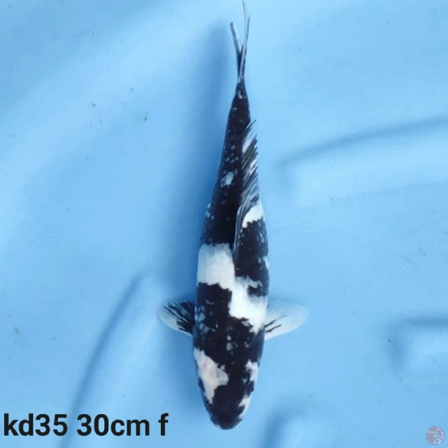 shiro utsuri sumi pekat