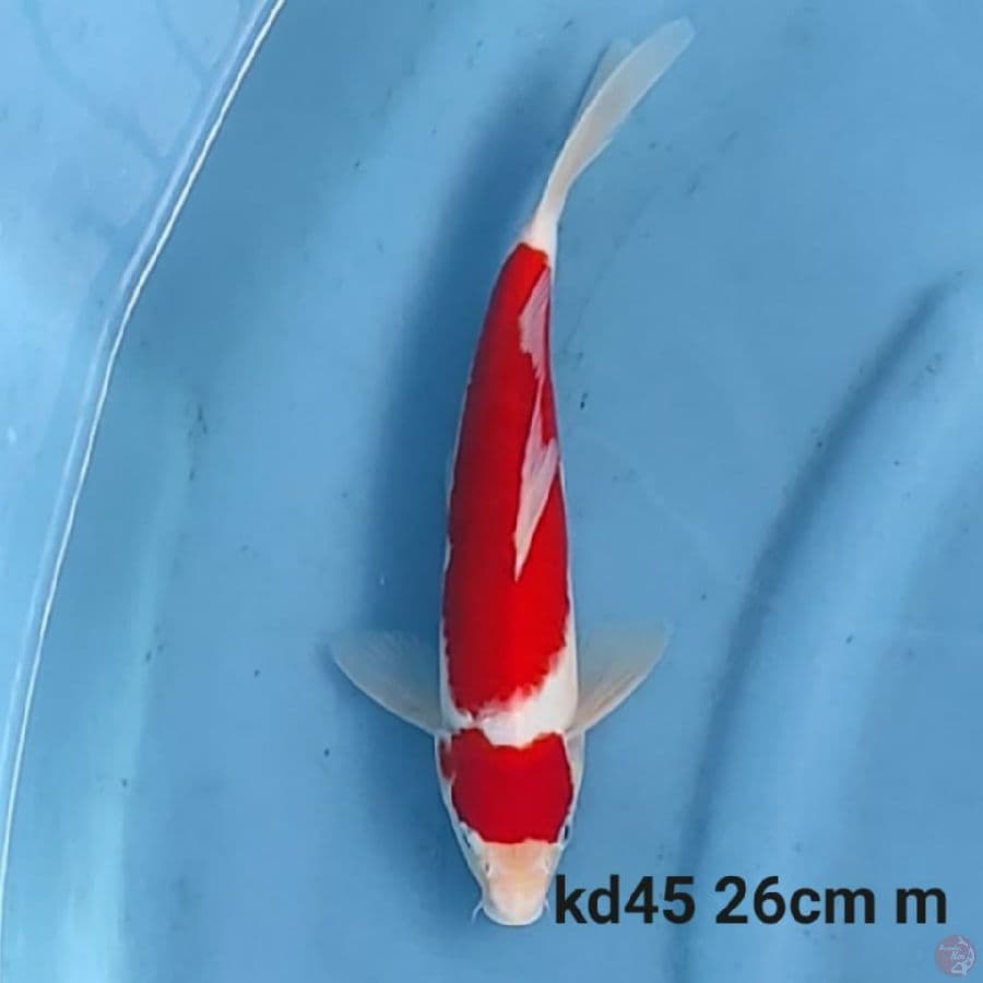 maruten kohaku merah tebal