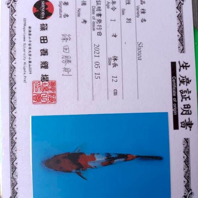Import Showa Sinoda 31cm
