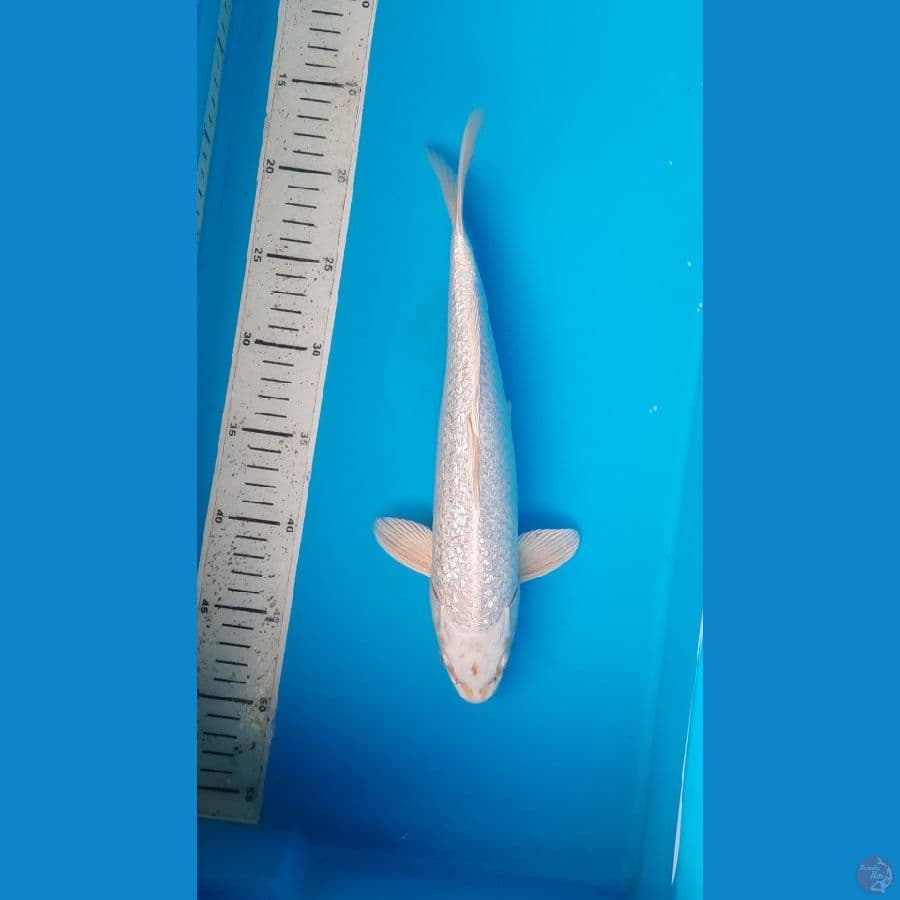 platinum 32cm