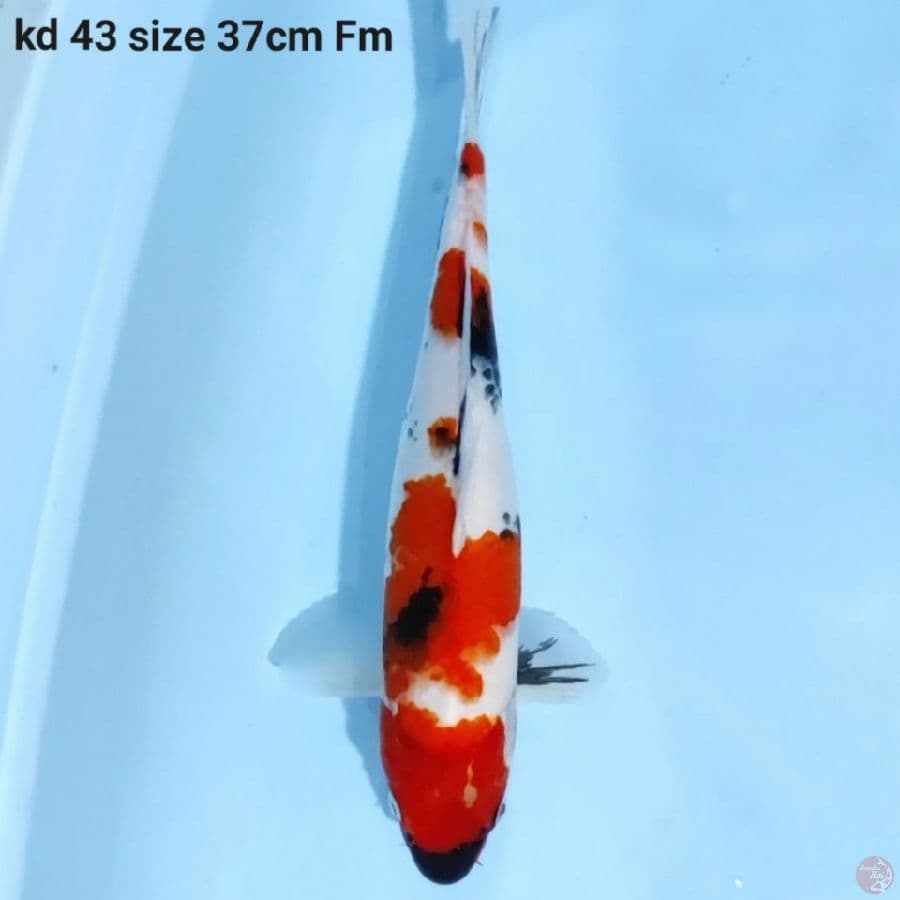 kindai showa skin halus