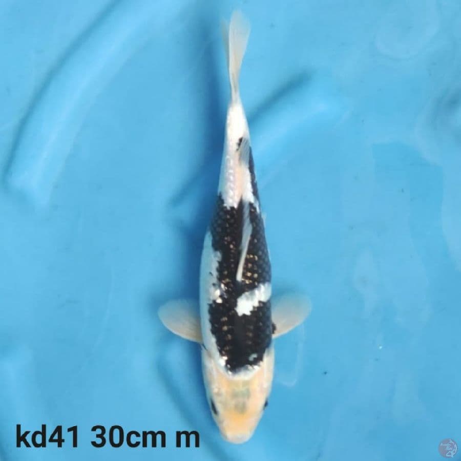 ginrin shiro black jet